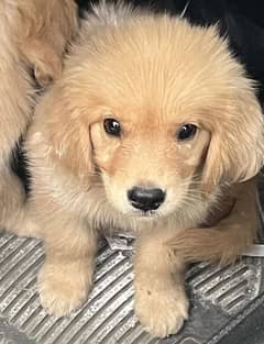 Golden retriever male puppy