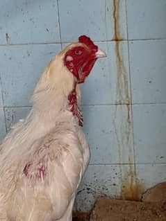 Heera Aseel 1×2 pair for Breeding