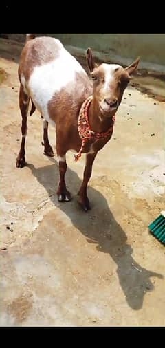 Pure teddy female 2.5 month ki cross active healthi
