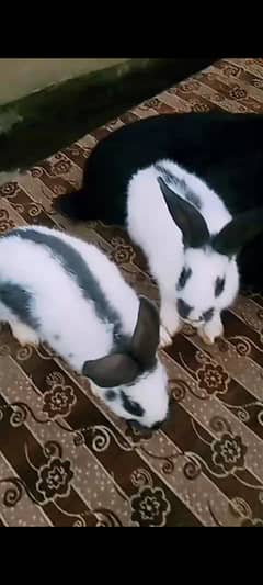 Mini checkered bunnies ( read description first)