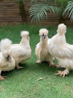 Silkie Trio Set