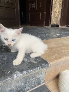 Persian Diamond Eyes kitten