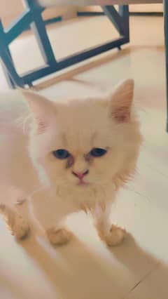Persian