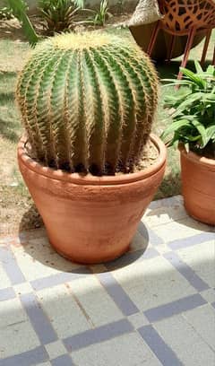 Cactus