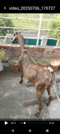 Bakri