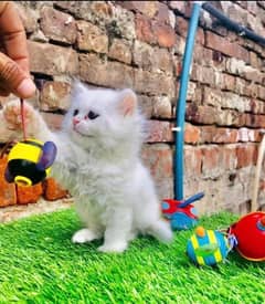 Persian