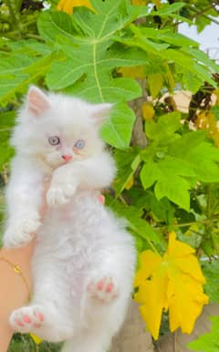 Persian