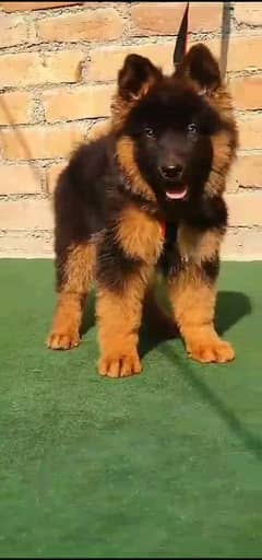 German shepherd puppies long coat my WhatsApp number 03001868066
