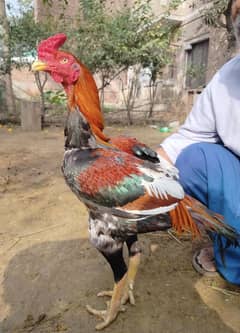 Aseel pathi 03096203060