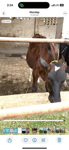 Heifers Holestien freisian