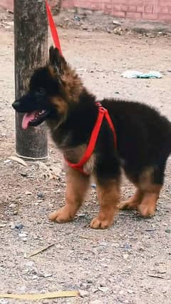 German shepherd puppies long coat my WhatsApp number 03001868066
