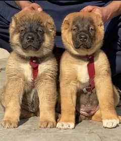 Kurdish Kangal Pair / Kurdish Kangal Puppies For Sale