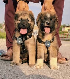 Kurdish Kangal Pair / Kurdish Kangal Puppies For Sale