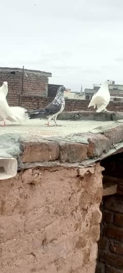 lakha pair and 1 female