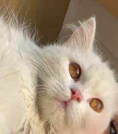 PERSIAN