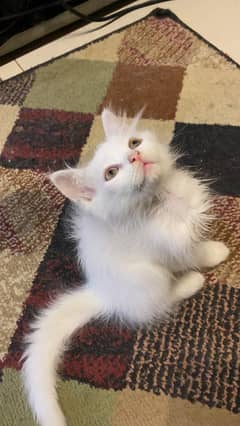 persian