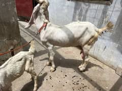 Gulabi bakri bache ka sath