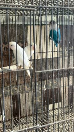 All my lovebirds