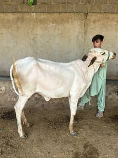 Qurbani 2026