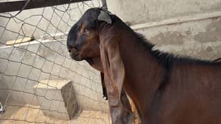 Breeder male nagra beetal available