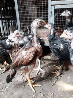 High Quality aseel chicks heera available age approximately 2.5 months