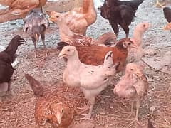 Golden Misri Chicks For Sale