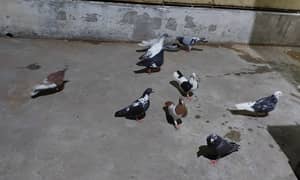 Fancy healthy and active birds