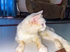 White Cat With Heterochromia(different eye colors)