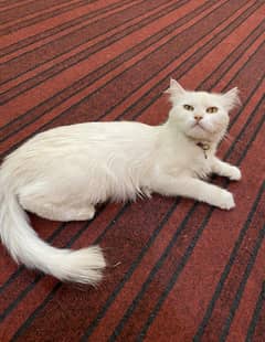 Persian Cat With Golden eyes Triple Coat