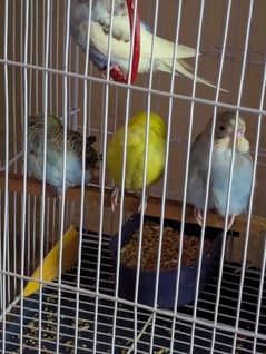 2 budgie pair for sale