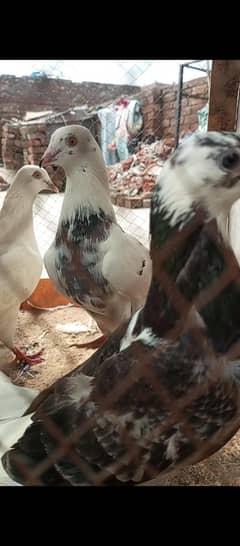 Sherazi kabotar pair for sale