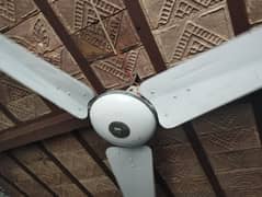 fan