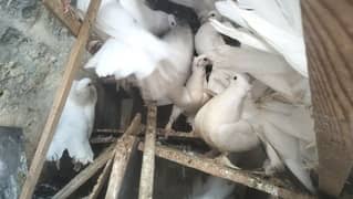 lakka kabooter available