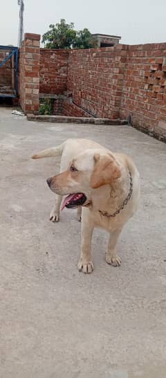 Labrador