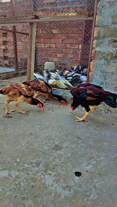 Aseel mianwali