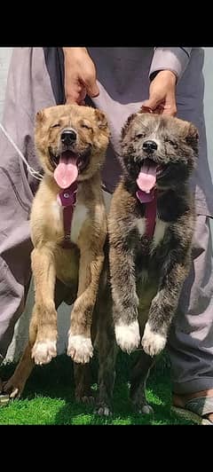 King Alabai kadhhy breed 2 month old have bone for sale sequrty dogs