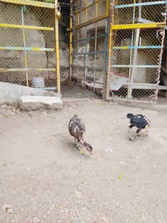 male female murga murgi ki Jodi hai aseel