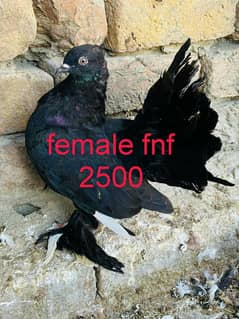 fancy birds available fully active