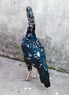 Cheeni aseel high profile female 3killo mora lambi zeher dum