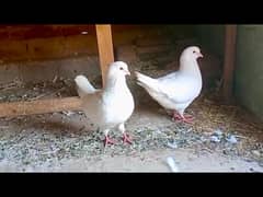 King Pigeon Birds Kabutar