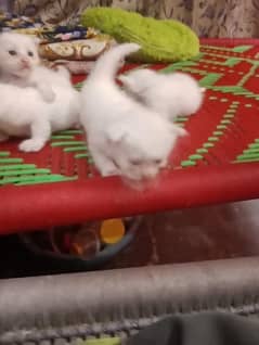 Persian