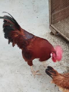 Healthy & Active Cock