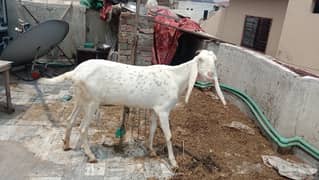 6 dant bakri