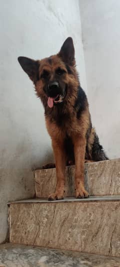 German
