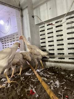 White shamoo | Aseel heera | shamo chicks | Pure White Shamo