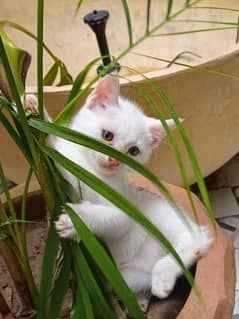 Persian