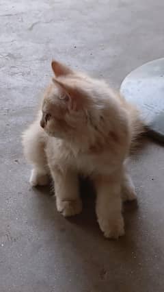 Persian
