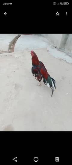 Aseel mianwali