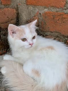 persian