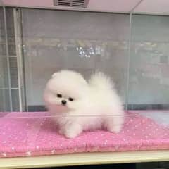 pomeranian puppies 03198435459